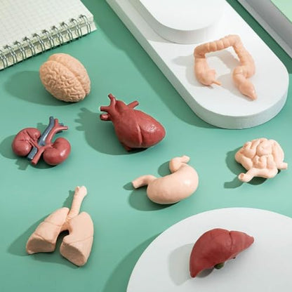 Liberty Imports 8 PCS Human Organs Toy Body Parts Figurines - 3D Mini Anatomy Model Realistic Teaching Prop - Brain, Heart, Lung, Liver, Stomach, Intestines, Kidney for Kids