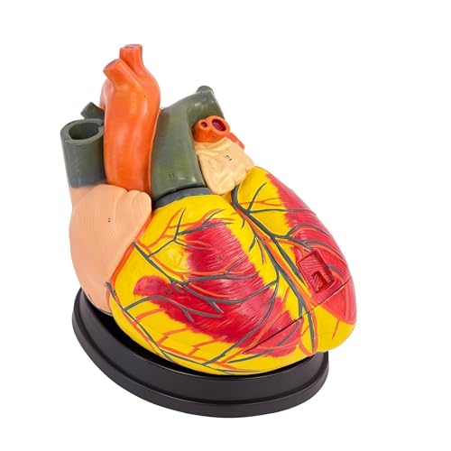 SFXYJ 3X Enlarged Anatomical Heart Model,3-Part Removable with Ventricles Atria Valves Veins Artery 39 Anatomy Structures Number Manual Magnets Display Base for Science Classroom and Cardiology Study - size: 11.8"L x 11.4"W
