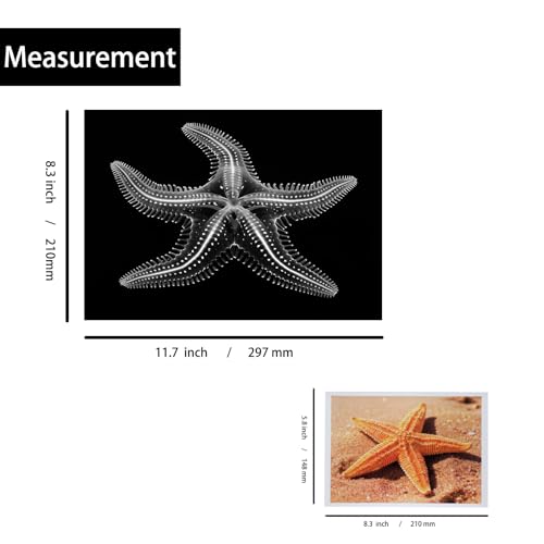 Thematic Animal X-Rays, Set of 16, Simulation Specimen, Science Education Materials for Kindergarten & Preschool, Light Table Accessories, Montessori & Reggio-Inspired (Sea Animals) - color: Sea animals