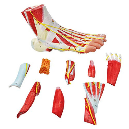 Generies Natural Large Foot Anatomical Model 9 Parts with 81 Digital Signs