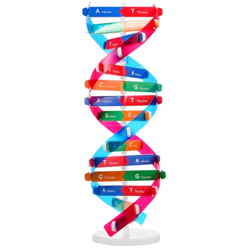 NUOBESTY Educational DNA Double Helix Model Kit for Kids Interactive Biology Science Toy for Hands-on Learning 14.56 Inch DNA Structure Teaching Aid for Classroom and Home