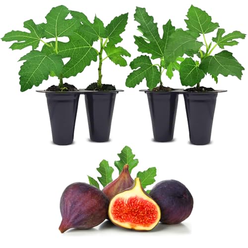 Violette de Bordeaux Fig Trees Live Plants – Set of 4 Starter Fig Plants – Compact, High-Yielding Variety with Rich, Sweet Fruit – Ideal for Containers and Small Gardens – Cold Hardy and Easy to Grow - style: Violette De Bordeaux