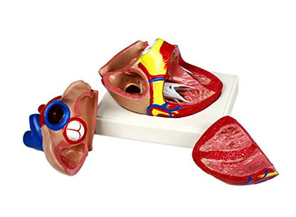 Parco Scientific PB00070 Human Heart Model | 3 Parts, 3X Life Size | Shows External and Internal Anatomy Detail with Ventricles, Atria, Valves, Veins and Aorta | Labelled Diagram Included