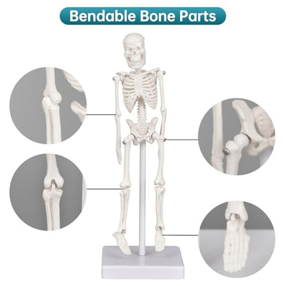 Mini Skeleton Model, 7.8" Small Anatomy Skeleton Figure, Movable Arms and Legs, Human Body Model with Base, Human Bones for Teaching Tool, Decoration - size: 7.8" Skeleton model