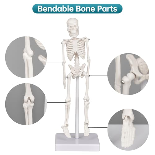 Mini Skeleton Model, 7.8" Small Anatomy Skeleton Figure, Movable Arms and Legs, Human Body Model with Base, Human Bones for Teaching Tool, Decoration (Pack of 2) - size: 7.8" Skeleton model (Pack of 2)