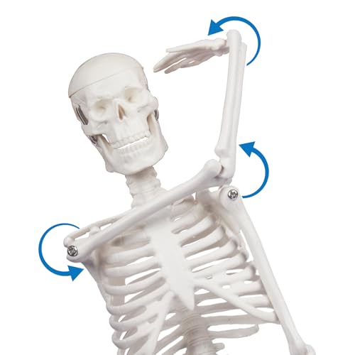 17.7-Inch Mini Human Skeleton Anatomy Model with Movable Joints