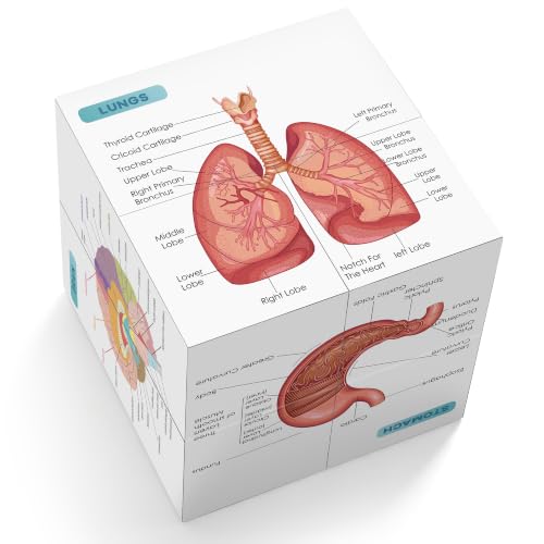 Aliwovo Medical Student Human Anatomy 3.93" Cube Anatomy Poster Set Heart,Brain,Lung,Stomach,Throat,Muscular,Skeletal,Digestive,Circulatory,Gifts For Medical Students, Nurse