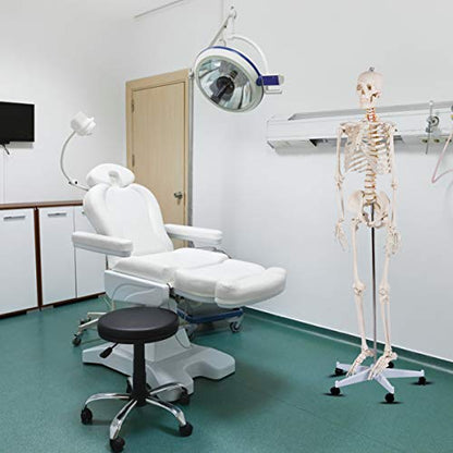 GIANTEX Life Size 70.8" Human Anatomical Anatomy Skeleton Medical Model + Stand