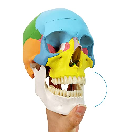 NEW HORIZON Anatomy Skull Model,Human Medical Skull Model Dental ClinicTeaching Equipment,Medical Teaching Learning