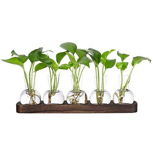 YIBOT Propagation Vases for Plants Terrarium with Wooden Tray,5 Glass Vases - size: 5 Vase-T