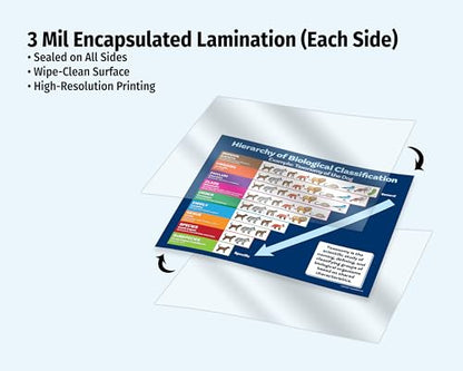 ZOCO – Taxonomy of the Dog Poster – Biological Classification Chart, Laminated 17 × 22 – Science Classroom Poster for Elementary, Middle & High School - size: 22"L x 17"W