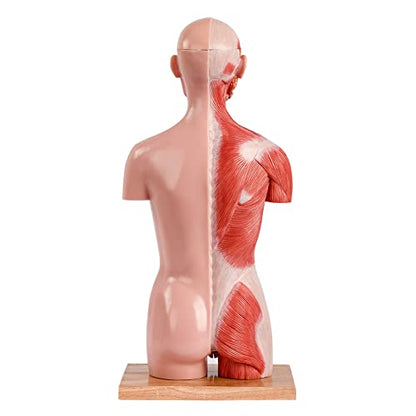2026 New Human Body Deluxe Musculature Model, 16 Pcs Removable 17 inch