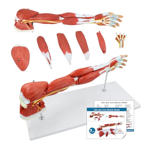 JNMFTD Human Arm Anatomical Muscle Model，Life Size 7 Parts Removable Upper Limb Shoulder Bone Elbow Artery Forearm Hand with Product Manual Card PVC Base for Study Teaching Medical Model Educational