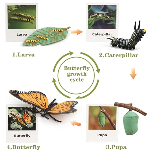 Mbrain 4pcs Butterfly Growth Cycle with Flash Cards,Life Cycle Learning & Education Toys,Montessori Toys,Gift for Girl & Boy for 3 4 5 6 7 Year Old (Butterfly) - color: Butterfly