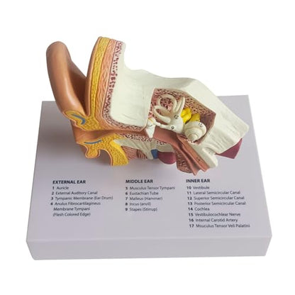 Human Ear Model, Life-Size Ear Anatomy Model, Outer, Middle & Inner Ear with Removable Base for Medical & 4D Science Education