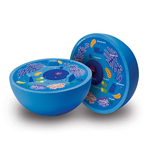 Learning Resources Cross-Section Animal Cell Model