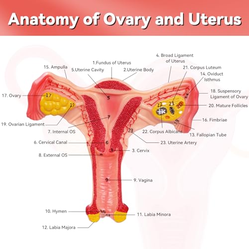 Human Uterus and Ovary Anatomical Model, Female Anatomy Organ for Education