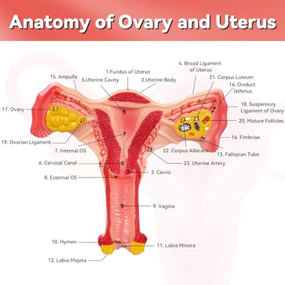Human Uterus and Ovary Anatomical Model, Female Anatomy Organ for Education