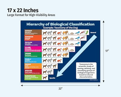 ZOCO – Taxonomy of the Dog Posters (2-Pack) – Biological Classification Chart, Laminated 17 × 22 – Science Classroom Poster for Elementary, Middle & High School - size: 2 Pack