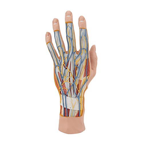 3B Scientific M18 Internal Hand Structure Model 3-Part - 3B Smart Anatomy