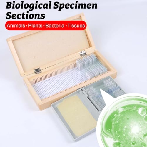 Wooden Microscope Slide Storage Box for 50 Slides Durable Specimen Storage Cabinet with Iron Lock