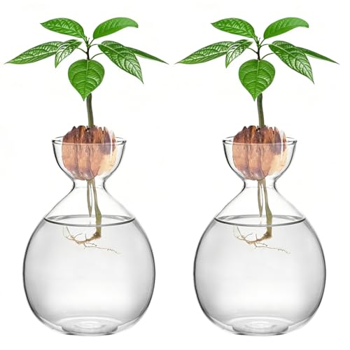 2PCS Small Avocado Grow Vase Glass Acorn Seed Starter Vase Pot for Growing - size: 2PCS Plain 3.74*3.74*5.11inch