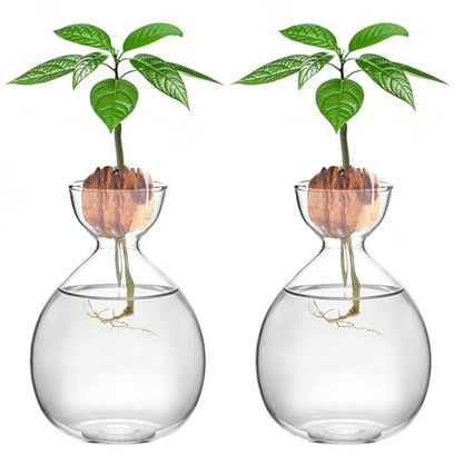 2PCS Small Avocado Grow Vase Glass Acorn Seed Starter Vase Pot for Growing - size: 2PCS Plain 3.74*3.74*5.11inch