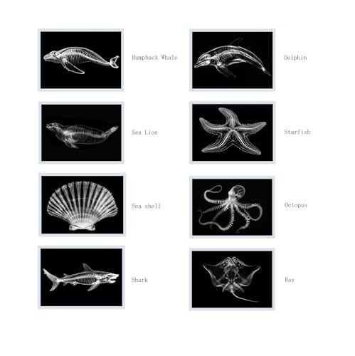 Thematic Animal X-Rays, Set of 16, Simulation Specimen, Science Education Materials for Kindergarten & Preschool, Light Table Accessories, Montessori & Reggio-Inspired (Sea Animals) - color: Sea animals