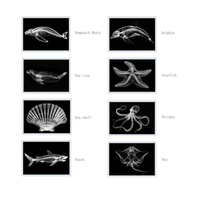 Thematic Animal X-Rays, Set of 16, Simulation Specimen, Science Education Materials for Kindergarten & Preschool, Light Table Accessories, Montessori & Reggio-Inspired (Sea Animals) - color: Sea animals