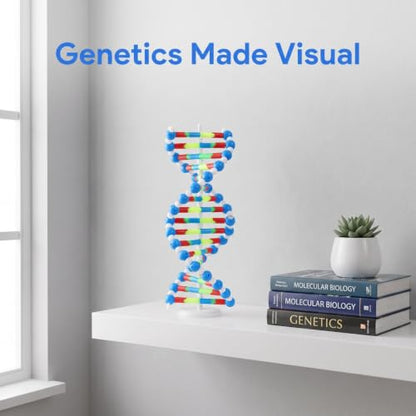 VOSAREA DNA Model Kit for Classroom Double Helix Molecular Model Kit for Teaching Genetics Structure Science Classroom Decor 1 Set