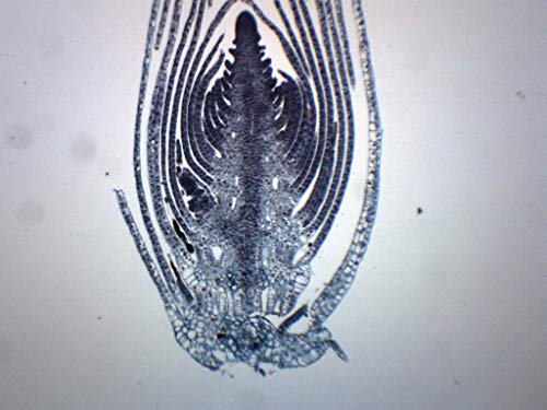 EISCO Elodea Stem Tip - Cross Section - Prepared Microscope Slide - 75 x 25mm - Biology & Microscopy - style: Single Slide