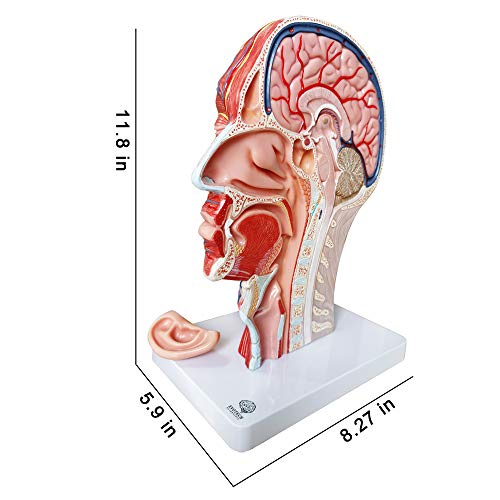 Human Half Head Superficial Neurovascular Model with Musculature, Life Size - style: Classic Model
