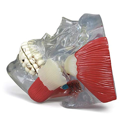 GPI Anatomicals Temporomandibular Joint (TMJ) Model with Pathologies