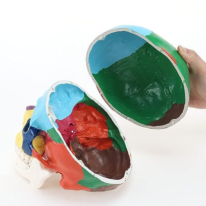 RONTEN Human Skull Anatomical Model, Painted Medical Skull 3-Part Removable Skull Cap and Moving Jaw, Display Model for Medical Student Human Anatomy Teaching and Studying(Asia) - style: Asia Color Skull Model