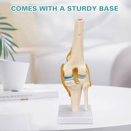 Human Knee Joint Model, 1:1 Scientific Life Size Anatomy Model with Ligaments, Anatomical Teaching Tool for Patient Education and Study
