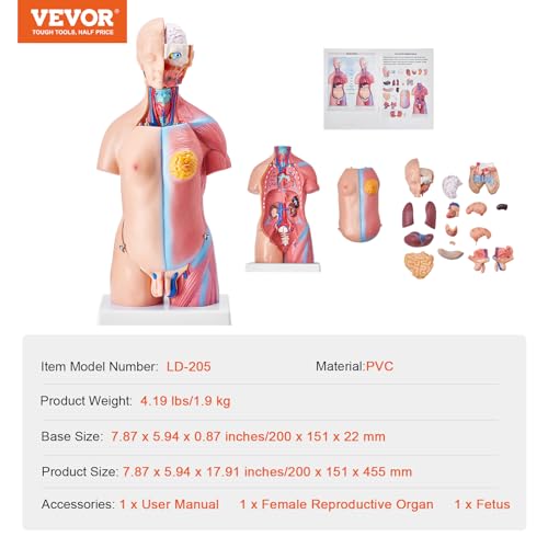 VEVOR Human Body Model, 23 Parts 18 inch, Human Torso Anatomy Model Unisex Anatomical Skeleton Model with Removable Organs, Educational Teaching Tool for Students Science Learning Education Display