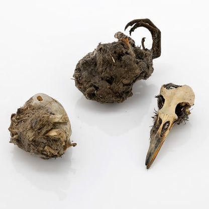 Extra Small Owl Pellets, 30 Pack