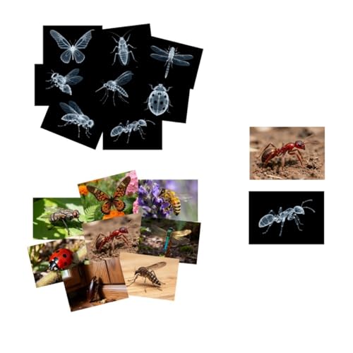 16 Animal X-Ray Set, Educational Science Kit for Kids to Explore Bone Structures for Lightstand Accessories, Light and Shadow Areas (Insect Series) - color: Insect Collection