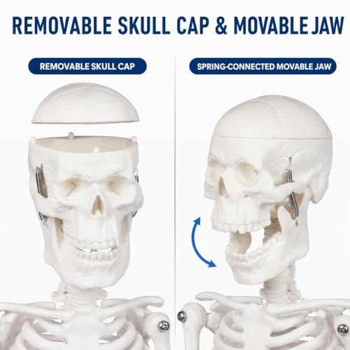 17.7-Inch Mini Human Skeleton Anatomy Model with Movable Joints