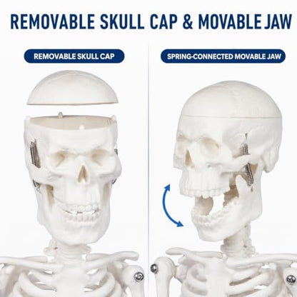 17.7-Inch Mini Human Skeleton Anatomy Model with Movable Joints