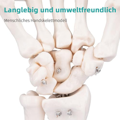Human Skeleton Hand Model - Life Size Anatomical Finger Bone Model with Articulated Flexible Joints Shows Wrist Ulna Radius for Medical Demonstration Study Education & Display Base