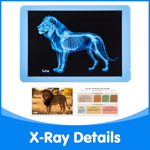 15 Pcs Zoo Animal Xrays for Kids - Light Table Manipulatives - style: Zoo Series