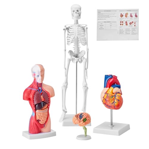 VEVOR Human Anatomy Model Bundle Set - Human Skeleton, Brain, Human Torso Body, Heart - Set of 4, Detachable Hands-on 3D Model Physiology Teaching Tools for Study and Display, with Manual - size: Short Size