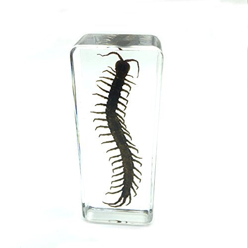 Centipede（chilopod）（scolopendra）Paperweights Specimen for Science Education Paperweight for book for office for desk(4.4x1.6x1.1")