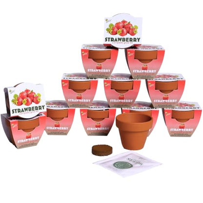 Buzzy Seeds Alpine Strawberry Grow Kit 12-Pack, Terracotta Pots, Fruit - color: 12pk Alpine Strawberry