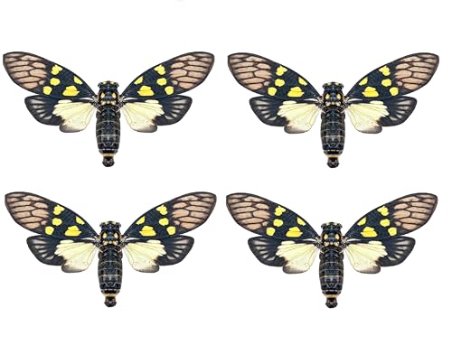 4 Real Cicada Specimens Mounted Insect Taxidermy Entomology Art Set VE79X4 - color: 4 Real Cicada #79