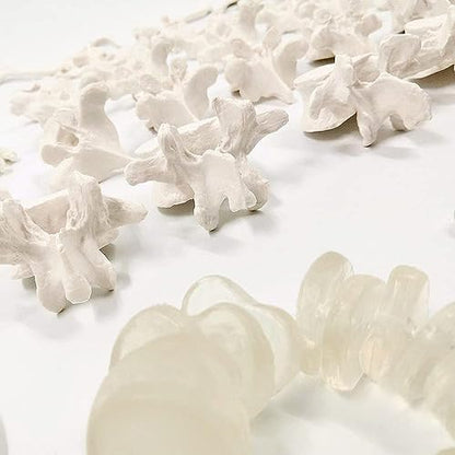 Disarticulated Human Spine Model, Life Size 1-24 Spine Model