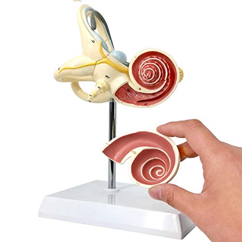 EVOTECH SCIENTIFIC Inner Ear Labyrinth Model 2 Part 8X - color: Inner Ear Model