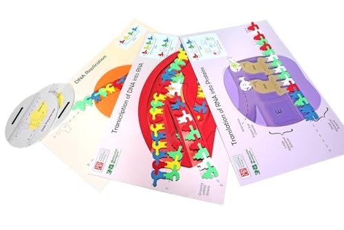 Flow of Genetic Information Kit 1-Group Set: Educational Biology Kit - DNA Replication, Transcription, Translation - High School & Undergraduate Students