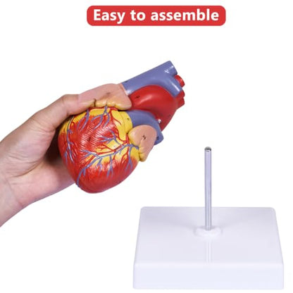 breesky Scientific Human Heart Model 2-Part Life Size Human Heart Replica Color Printed Held Together with Magnets & Mounted Display Base